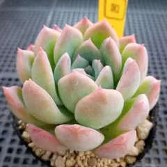 多肉植物 水蜜桃【抜き苗】 - メルカリ