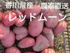 카가와 현산 무농약 붉은 달 1kg