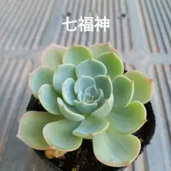 多肉植物✩.*˚七福神 抜き苗 多肉植物 七福神 抜き苗 3株セット - メルカリ