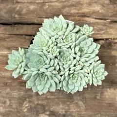 【7-8】　ピンクローサ　多肉植物のサムネイル