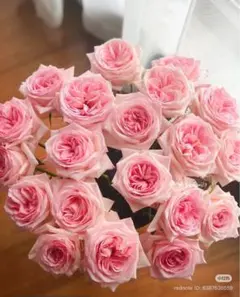 VIP 大苗 バラ　切り花品種バラ 入手困難　レア品種 Sweet m€n¥@ VIP 大苗 バラ 切り花品種バラ 入手困難 レア品種 Sweet m€n¥@ - メルカリ