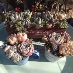 多肉植物寄植え　そのまま飾れる寄せ植え　3点セット　ブリキプランター寄せ匿名発送
