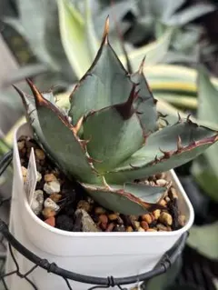 アガベ ハイブリッド 小島白刺×蕾絲 甲蟹×妖炎 瀧之白絲