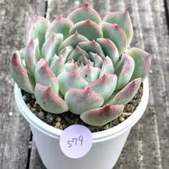 アケニ－様 リクエスト 3点 まとめ商品　速達発送❗️