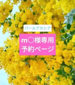 m○様専用　【100サイズ　2箱】パールアカシア　パールミモザ