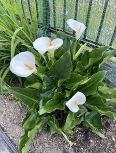 チロル様 リクエスト 4点 まとめ商品