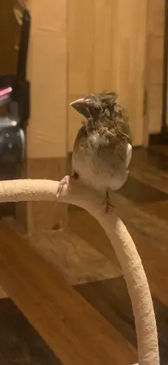確認中