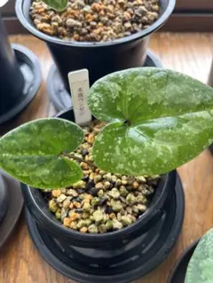 斑入り　カンアオイ　タマノカンアオイ　銀紫晃(ぎんしこう) 斑入り カンアオイ タマノカンアオイ 銀紫晃(ぎんしこう)