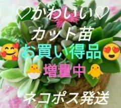 多肉植物 寄せ植え 詰め合わせ おまかせカット苗 可愛い セダム エケベリア