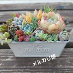 多肉植物寄せ植えそのまま飾れる　多肉植物アレンジメント エケベリア・セダム