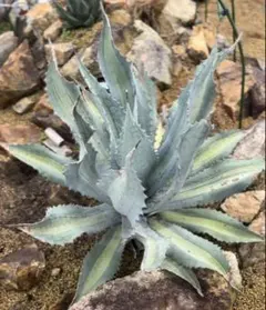 2025年最新】プロトアメリカーナの人気アイテム - メルカリ