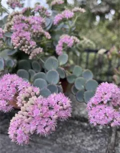 越中ミセバヤ カット苗 多肉植物 多肉植物 「越中ミセバヤ」蕾付き抜き苗 - メルカリ