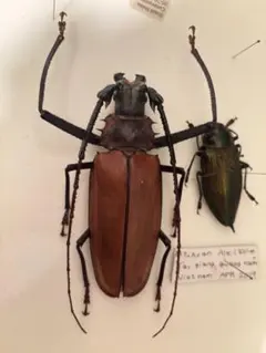 128mm】ザ草食動物の優しそうな顔をしたオウサマボウバッタ 標本 直