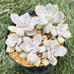 多肉植物…エケベリア♬*°大苗花芽付き優木園さん白くま♡子株4苗付き 多肉植物…エケベリア♬*°大苗花芽付き優木園さん白くま♡子株4苗付き