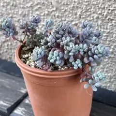 【パープルヘイズ】抜き苗　茶ポット内全部