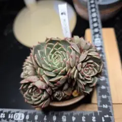 多肉植物　オリビア　群生　抜き苗　ネコポス発送