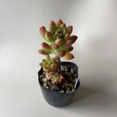 ☆多肉の気持ち☆様 リクエスト 2点 まとめ商品