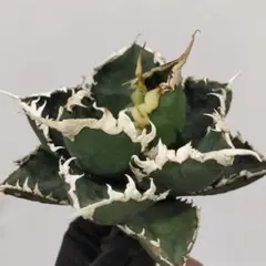 2025年最新】包心龍の人気アイテム - メルカリ