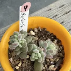 2026年最新】苗の人気アイテム - メルカリ