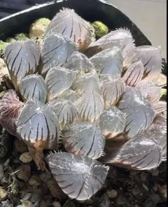 多肉植物　ハオルチア　赤線オブツーサ錦　鮮明錦　極上斑　親株　子株付きのサムネイル