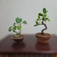 イボオオハマボウ 盆栽 塊根植物 - メルカリ