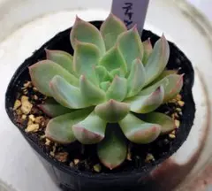 No.8 七福神 抜き苗 多肉植物 - メルカリ