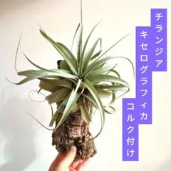 チランジア キセログラフィカ 大きめ 着生 コルク板【匿名配送