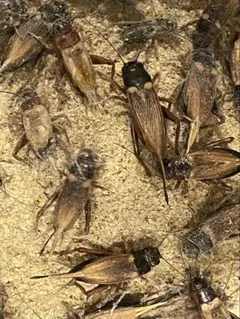 Item thumbnail for item 8f7f7a38-a7a3-40a5-a17b-c6169a578f8c