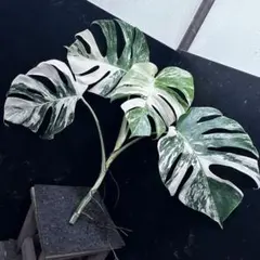 2025年最新】#大型葉の人気アイテム - メルカリ