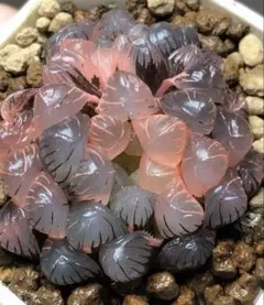 ふ*ん様 多肉植物　ハオルチア　OB-1紫オブツーサ錦　親株　子株付き　鮮明錦