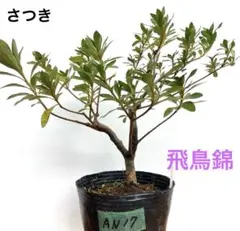 2025年最新】さつき 皐月 盆栽の人気アイテム - メルカリ