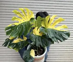 B*e様 a131Monstera Lemon Lime モンステラ レモンライ モンスターラ・レモンライムってこれだけのことなの？ : r/Monstera