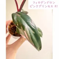 フィロデンドロン ピンクプリンセス #1のサムネイル