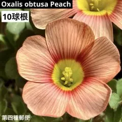 オキザリス　オブツーサ　Peach 10球　秋植え　球根のサムネイル