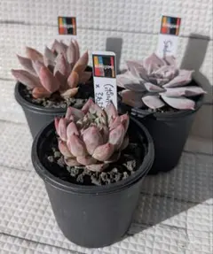 2026年最新】ポルボローネ 多肉植物の人気アイテム - メルカリ