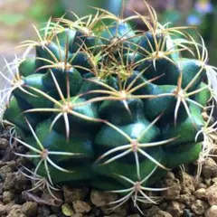 【激安】麗蛇丸　美稜　美筋　サボテン　ギムノカリキウム　良株　美株　多肉植物のサムネイル