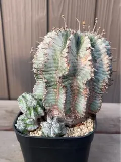 ユーフォルビア ホリダ 胴太白肌ホリダカキコ horrida 塊根植物 - メルカリ