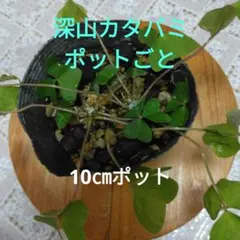 papa様 リクエスト 2点 まとめ商品