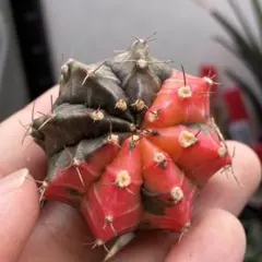 【特価】ギムノカリキウム　牡丹玉錦　極上赤斑のサムネイル