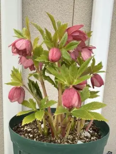 2026年最新】クリスマスローズダブルゴールドの人気アイテム - メルカリ