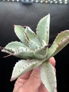 meganeya様 リクエスト 2点 まとめ商品