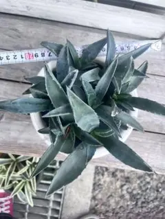 2025年最新】アガベ 子株 セットの人気アイテム - メルカリ