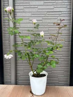 バーバラオースチン（2）6号スリット ER 芽接ぎ苗 イングリッシュ
