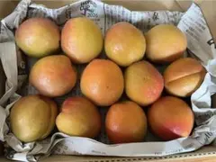 長野県産　生あんず　ハーコット　1kgのサムネイル