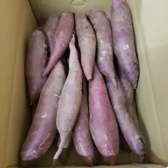 サツマイモ 茨城県産 ふくむらさき 箱含む5キロ