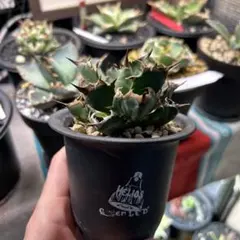 アガベ チタノタ 魔丸 OC株 （鉢ごとメルカリ便） - メルカリ