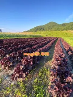 【チルド発送】ご予約品 1kg