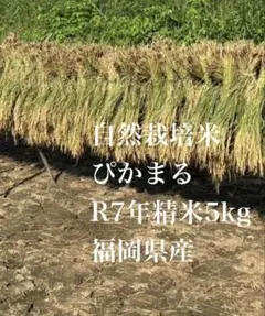 希少ぼっち立て 天日干しコシヒカリ10kgR7年産新米長野県産＋おまけ