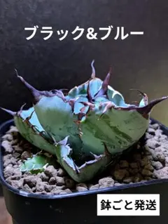 写真現品｜厳選株】アガベ チタノタ 黒豹 ブラックパンサー ｜安心の鉢
