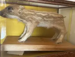 2026年最新】イノシシ 剥製の人気アイテム - メルカリ